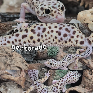 0.1 Leopardgecko Weibchen - HX MS Ghost Eclipse het. TA
