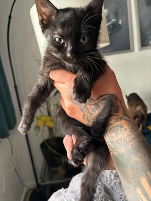 Bengalmix kitten suchen ein liebevolles Zuhause 