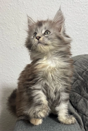 Maine Coon Kitten