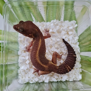 Leopardgecko BN TA Weibchen 