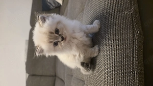 Britisch Kurzhaar (BKH) Kitten   Weiblich   5 Wochen alt