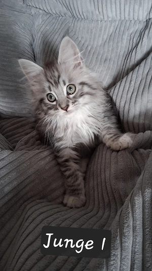 Meine coon kitten 