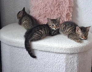 4 süsse kleine Kätzchen suchen ein liebevolles zu Hause