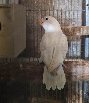 (Agapornis)