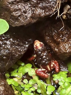 Epipedobates anthonyi (Dreistreifen-Baumsteiger)   fitte Nachzuchten