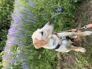 Gino hat große Träume Bild 7