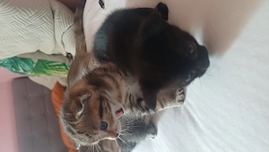 Kitten suchen eine liebevolle Familie   