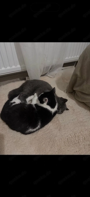 shy und mini suchen gemeinsam ein neues zuhause 