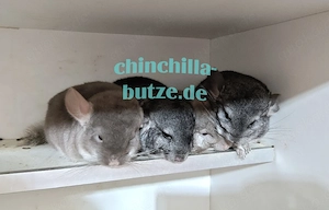Chinchillas suchen ein zu Hause 