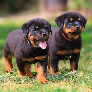 Rottweiler Welpen Reinrassige VHD ADRK  Abgabebereit