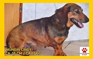 Kleine Mischlingshündin Cindy sucht ihr Körbchen