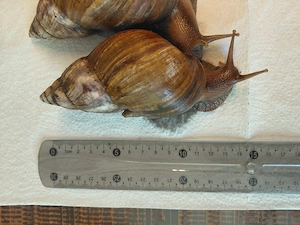  Achatschnecken Nachzuchten   verschiedene Größen abzugeben