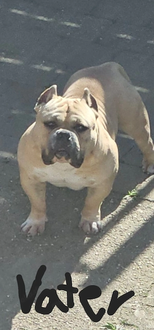 American pocket bully 