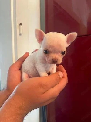 Suche Mini Chihuahua 