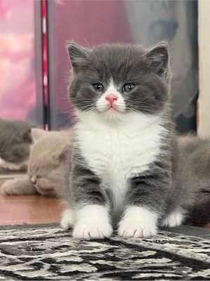 Bkh Kitten