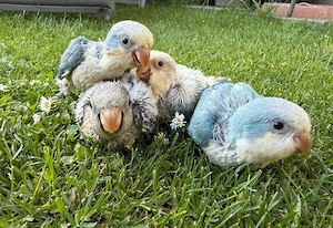 Nestjunge Mönchsittiche mit DNA 