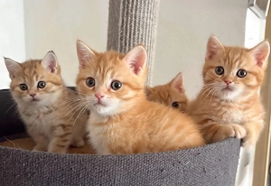 wunderschöne BKH Kitten 
