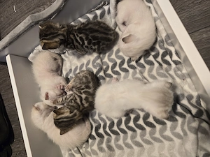 Reinrassige Bengal Kitten