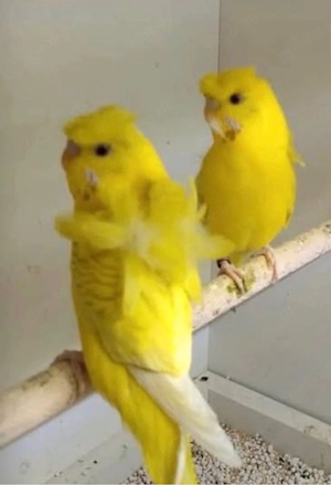 Wellensittiche Hagoromo Pärchen 