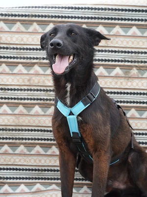 Milo - aktiver Mali Mix sucht dich!