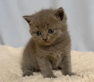 Süße reinrassige BKH Kitten