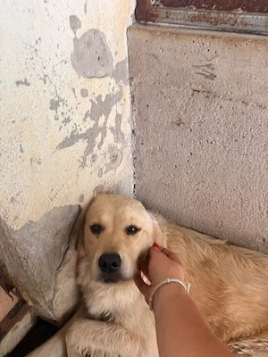 Hübsche Golden Retriever Mischlingshündin Dinky sucht ihre Familie