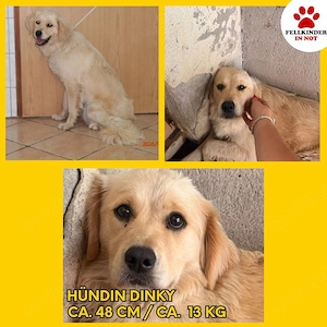 Hübsche Golden Retriever Mischlingshündin Dinky sucht ihre Familie