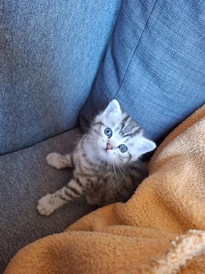 nur noch 1 tolles Whiskas-BKH-Kitten Mädchen
