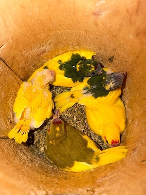 Nestjunge Ziegensittiche 