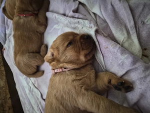 Foxred Labrador Welpen 