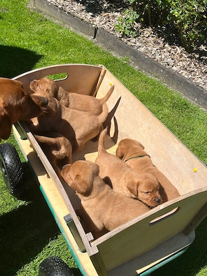 Foxred Labrador Welpen 