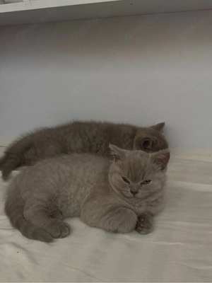 Bhk Kitten 