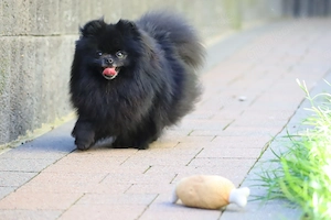 Kleine, freche Zwergspitz (Pomeranian) Hündin Winnie zu verkaufen