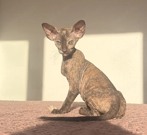 OKH-Orientalisch Kurzhaar, reinrassige Kitten, Peterbald.