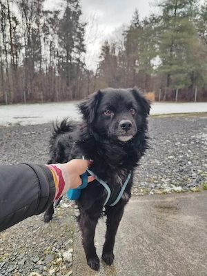 Kleiner Mischlingsrüde Lake wünscht sich Menschen die ihn lieben