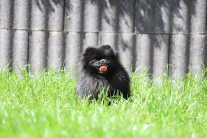 Kleine, freche Zwergspitz (Pomeranian) Hündin Winnie zu verkaufen
