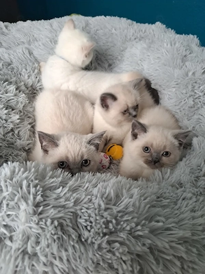 Kitten BKH Blue Point 