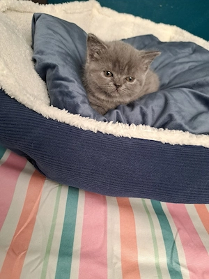 Wunderschöne reinrassige BKH Kitten