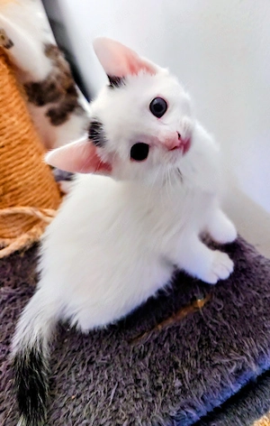 EKH Siam-EKH-mix Kitten 