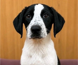 Pepper - möchte Würze in dein Leben bringen!