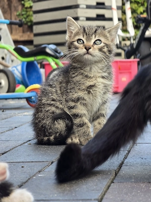 Kitten Babykatzen Europäsche Kurzhaarkatze