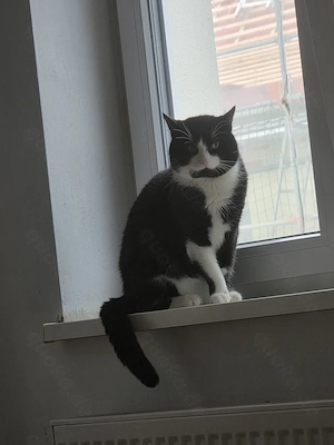 Kater sucht neues Zuhause 