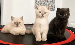 Britisch kurzhaar kitten BKH liebevolle Samtpfoten Weiß,Braun,Getigert
