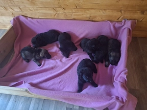 Deutsche Schäferhundewelpen aus Leistungslinie zum abgeben