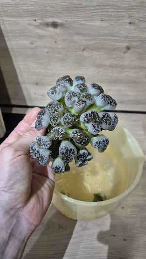 Meerwasser Aquarium Korallen Ableger LPS Euphyllia Glabrescens NYK