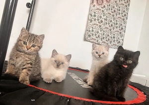 Britisch kurzhaar kitten BKH liebevolle Samtpfoten Weiß,Braun,Getigert
