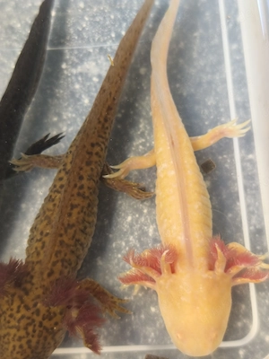 Junge Axolotl zu verkaufen  Bild 2
