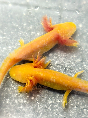Junge Axolotl zu verkaufen  Bild 3