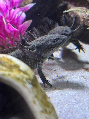 Junge Axolotl zu verkaufen  Bild 4
