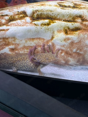 Junge Axolotl zu verkaufen  Bild 5